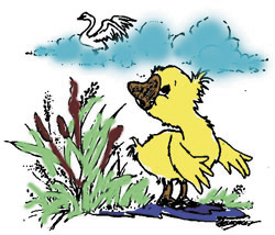 ugly duckling